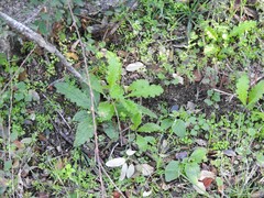 Doronicum plantagineum