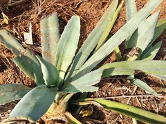 Agave angustifolia