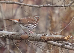 Passerella iliaca iliaca