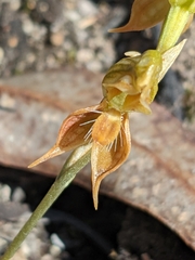 Pterostylis squamata