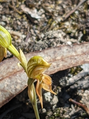 Pterostylis squamata