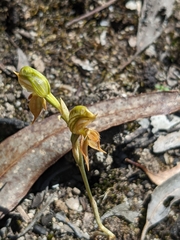 Pterostylis squamata