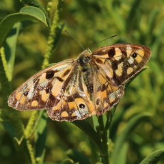 Heteronympha penelope