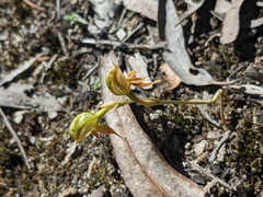 Pterostylis squamata