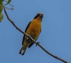 Euphonia violacea