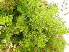Cryptogramma crispa