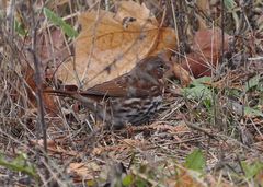 Passerella iliaca iliaca