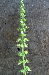 Ocimum