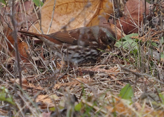 Passerella iliaca iliaca