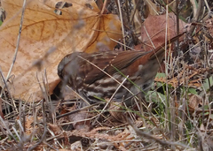 Passerella iliaca iliaca