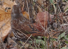 Passerella iliaca iliaca