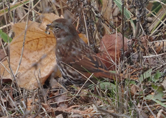 Passerella iliaca iliaca