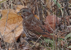 Passerella iliaca iliaca
