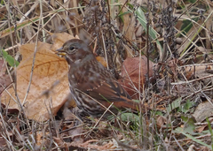 Passerella iliaca iliaca