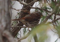 Passerella iliaca iliaca