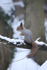 Sciurus vulgaris