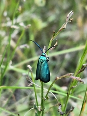Pollanisus viridipulverulenta