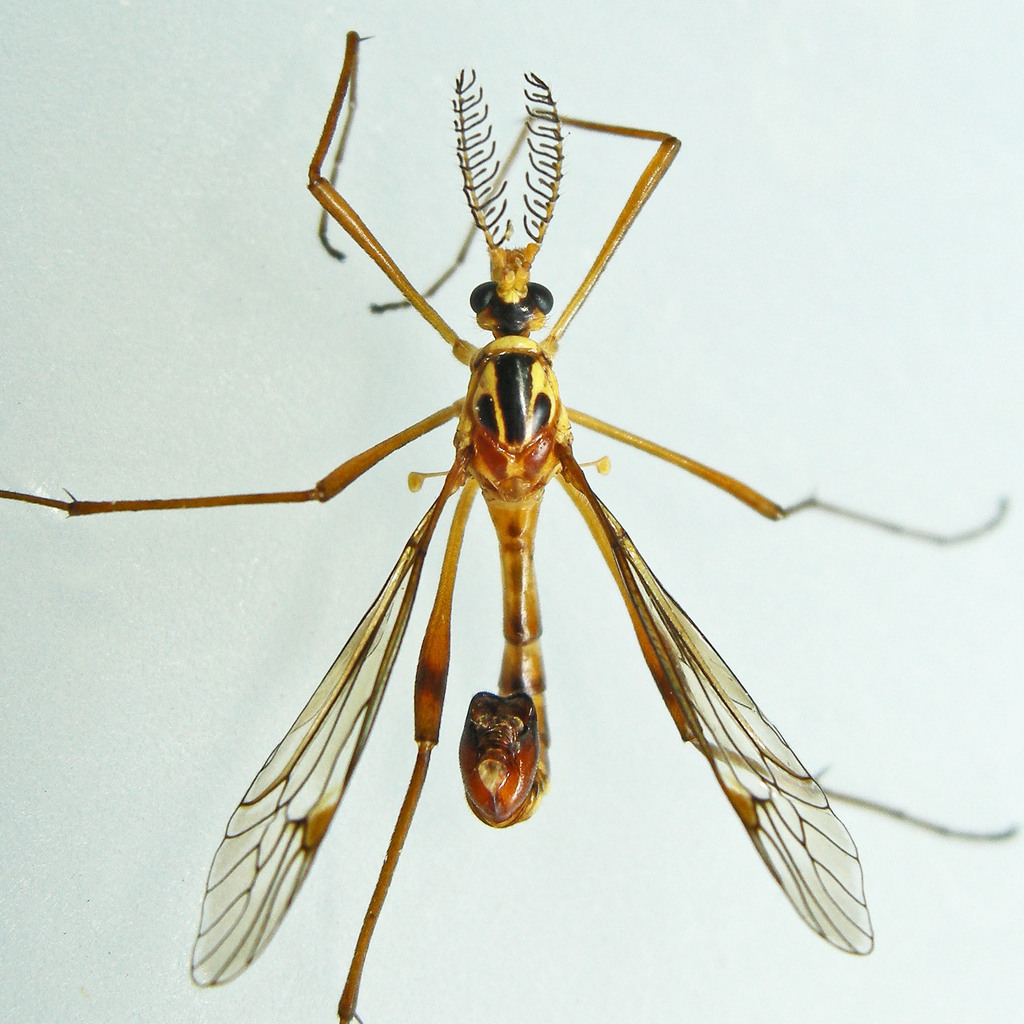 Ctenophora nubecula