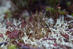 Cladonia gracilis