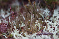 Cladonia gracilis
