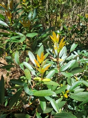 Cunonia capensis