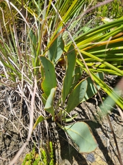 Protea acaulos