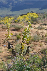 Othonna parviflora