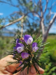 Psoralea pinnata