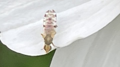 Campiglossa sororcula