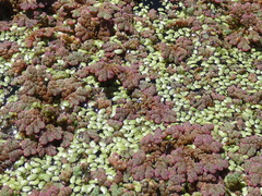 Azolla rubra