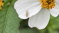 Campiglossa sororcula