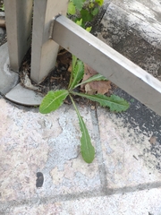 Lactuca virosa
