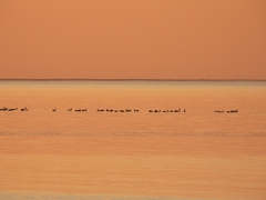 Phoenicopterus chilensis