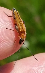 Oedemera
