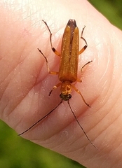 Oedemera