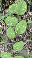 Smilax bracteata