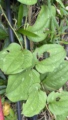 Smilax bracteata
