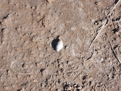 Plagiodontes