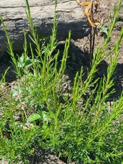 Cliffortia strobilifera