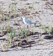 Calidris alba