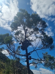 Widdringtonia nodiflora