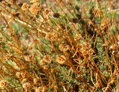 Santolina rosmarinifolia