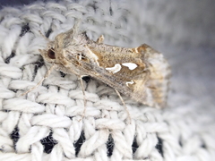 Chrysodeixis argentifera