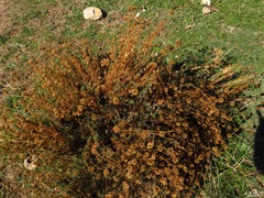 Santolina rosmarinifolia