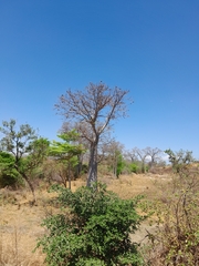 Adansonia