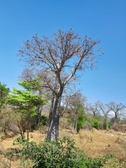 Adansonia