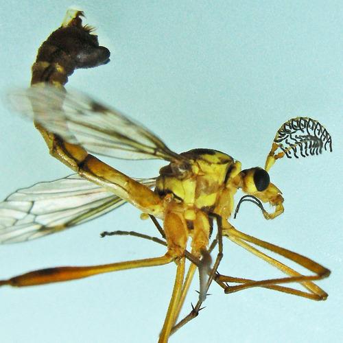 Ctenophora nubecula photo 2