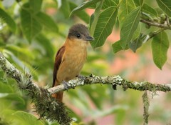 Pachyramphus validus