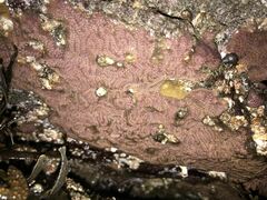 Botrylloides violaceus