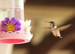 Calliphlox amethystina
